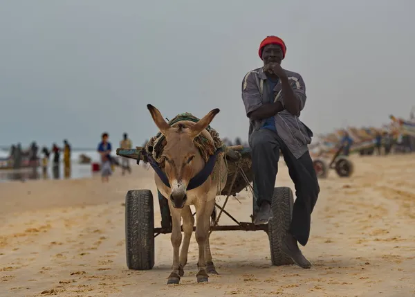 Nouakchott Moritanya Ekim 2021 Tekerlekli Bir Arabaya Bağlanmış Eşek Taşıyan — Stok fotoğraf