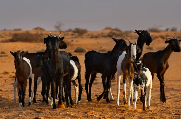 Batı Afrika Moritanya Sahra Çölü Nde Neredeyse Hiç Bitki Örtüsü — Stok fotoğraf