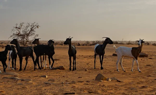 毛里塔尼亚 在撒哈拉沙漠里 一群山羊正在吃草 那里几乎没有什么植物 — 图库照片