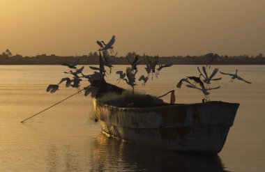 Batı Afrika. Senegal. Bir balıkçıl sürüsü, sabah güneşinin sert ışığında Saint-Louis limanında demirli bir sandaldan havalanır..