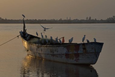 Batı Afrika. Senegal. Bir beyaz balıkçıl sürüsü sabahleyin Saint-Louis limanında demirli bir sandalda oturur..