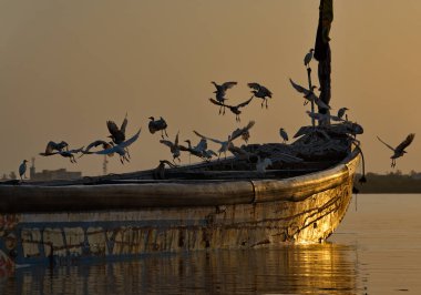 Batı Afrika. Senegal. Bir balıkçıl sürüsü, sabah güneşinin sert ışığında Saint-Louis limanında demirli bir sandaldan havalanır..
