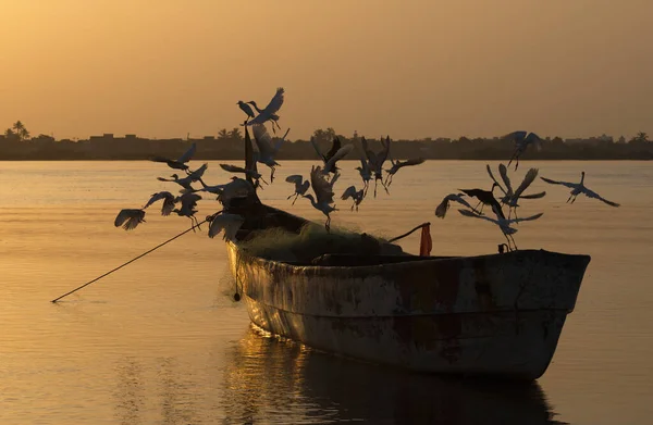 塞内加尔 在清晨的阳光下 一群白鹭从圣路易斯海港停泊的长船上起飞 — 图库照片