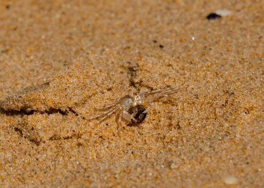 Batı Afrika. Senegal. Ngaparou tatil köyünün plajında bir santimetreden fazla olmayan küçük bir kum yengeci..