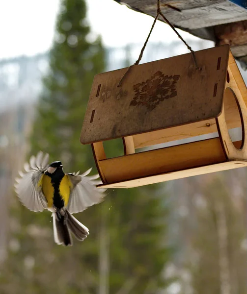 Russia Kuznetsk Alatau Tit Flies Suspended Plywood Feeder Forest Birds — Stok fotoğraf