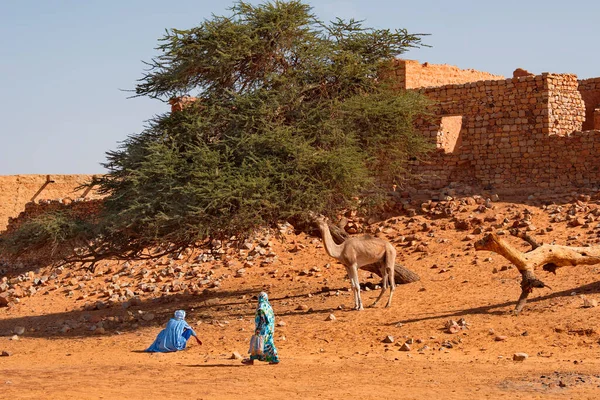 West Africa Mauritania Local Resident Waiting Camel Eat Prickly Leaves — Stock Photo, Image