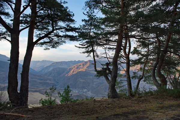 Russia Republic Dagestan North Eastern Caucasus View High Altitude Pine 免版税图库图片
