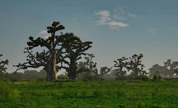 Westafrika Senegal Einsame Riesige Baobabs Auf Einem Erdnussfeld Licht Der — Stockfoto