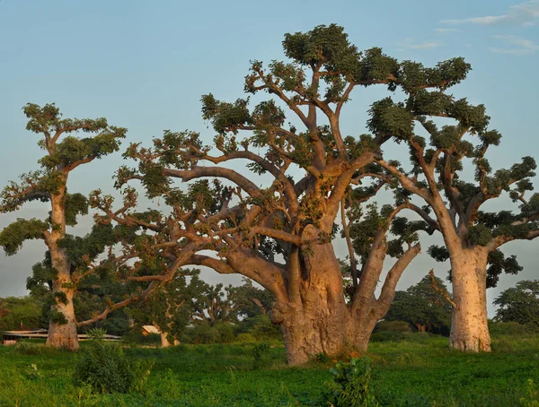 Afryka Zachodnia Senegalu Samotne Olbrzymie Baobaby Polu Orzeszków Ziemnych Promieniach — Zdjęcie stockowe