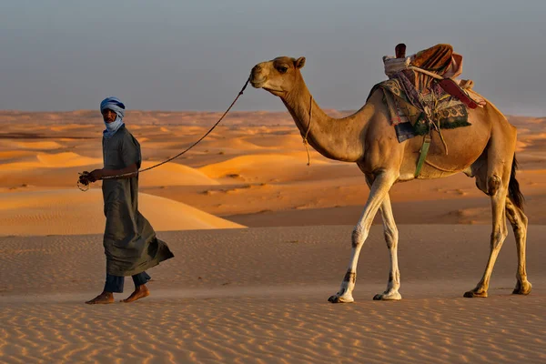 Shingetti. Moritanya 'da. Ekim 05, 2021. Ulusal elbiseli yalnız bir Mağripli Sahra Çölü 'nün kumlu kumullarında tek hörgüçlü bir deveye önderlik ediyor..