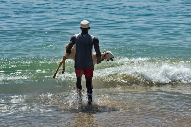 Dakar. Senegal. 12 Ekim 2021. Bir balıkçı köyünün koyu tenli sakini Atlantik Okyanusu 'nun Afrika kıyılarında yıkanmak ve temizlenmek için bir koyun taşıyor..