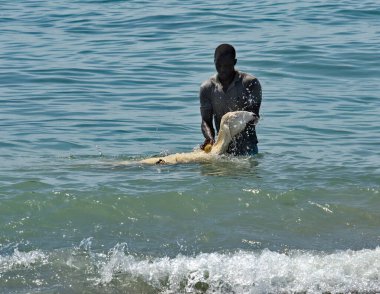 Dakar. Senegal. 12 Ekim 2021. Bir balıkçı köyünün koyu tenli sakini koyunlarını Atlantik Okyanusu 'nun Afrika kıyılarında deniz suyunda yıkıyor..