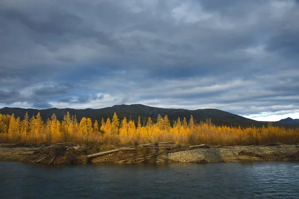Rusko Dálný Východ Magadanská Oblast Žlutá Tajga Břehu Přítoku Řeky — Stock fotografie