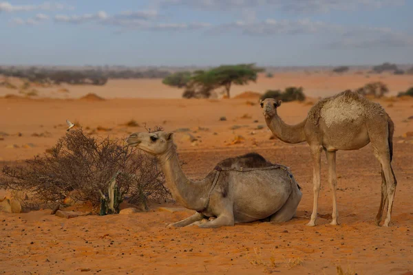 毛里塔尼亚 黎明时分 一只骆驼和一只小骆驼在撒哈拉沙漠的沙滩上休息 — 图库照片