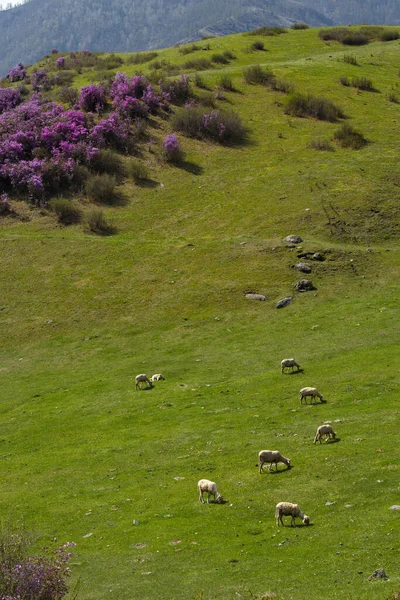 Russia South Western Siberia Altai Mountains Small Flock Sheep Graze — стоковое фото