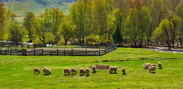Russia South Western Siberia Altai Mountains Small Flock Sheep Graze — стоковое фото