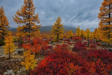 - Rusya. Uzak Doğu, Magadan bölgesi. Kolyma Nehri 'nin bir kolunun kıyısındaki sarı tayga soğuk sonbaharın başlangıcında.