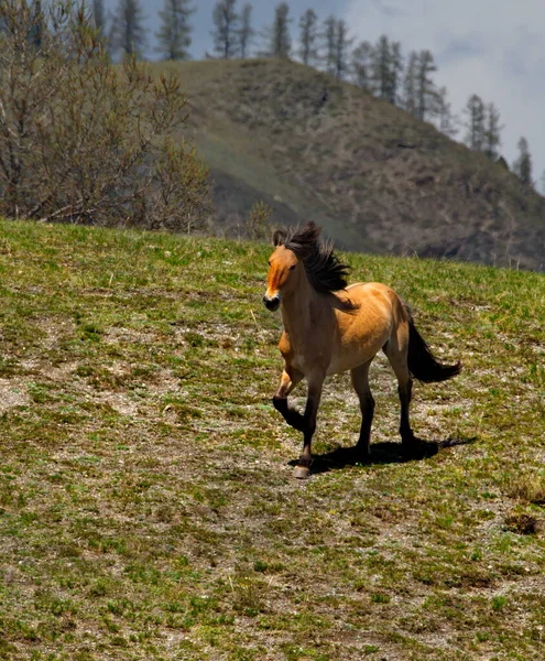 俄罗斯 西伯利亚南部的阿尔泰山脉 一头年轻的母马在山脚下的春天的田野里嬉戏 — 图库照片
