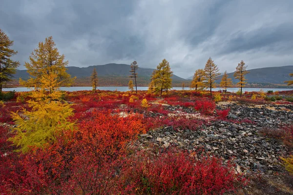 Ryssland Fjärran Östern Magadan Regionen Gul Taiga Kusten Biflod Till — Stockfoto