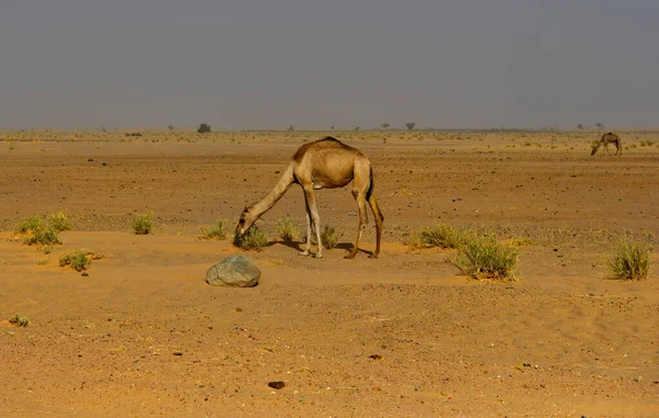 Западная Африка Мавритания Одногорбый Верблюд Пасутся Горячих Песках Бесконечной Пустыни — стоковое фото