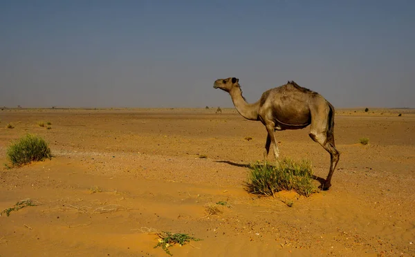 Africa Occidentale Mauritania Cammello Con Una Gobba Pascola Nelle Calde — Foto Stock