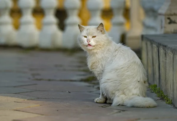 Russland Republik Dagestan Eine Schneeweiße Katze Posiert Der Morgensonne Auf — Stockfoto