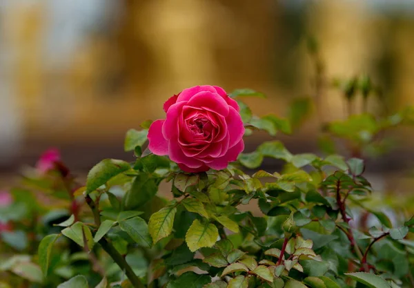 俄罗斯 莫斯科 在人民友谊之泉附近的Vdnh秋季公园里 一朵盛开的玫瑰丛正在绽放 — 图库照片