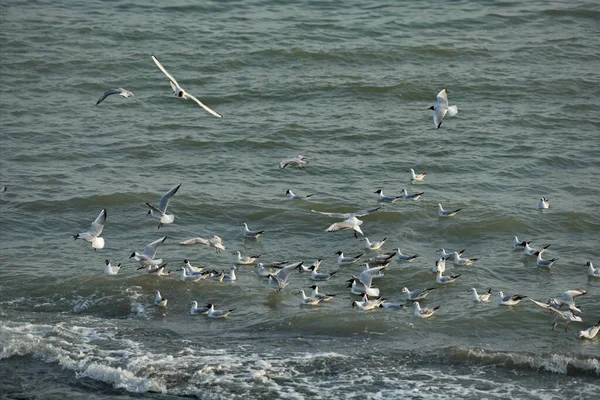 俄罗斯 东高加索达吉斯坦共和国一群海鸥在靠近马查卡拉市堤岸的里海沿岸水域觅食 — 图库照片