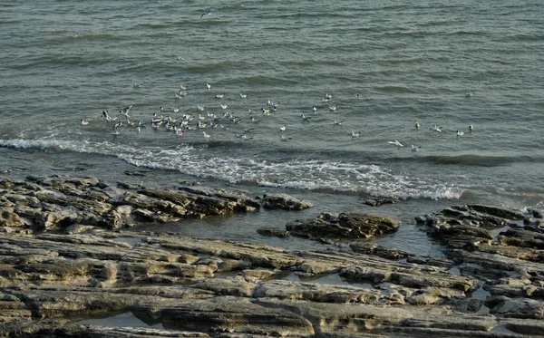 Rusia Cáucaso Oriental República Daguestán Una Bandada Gaviotas Marinas Alimenta — Foto de Stock