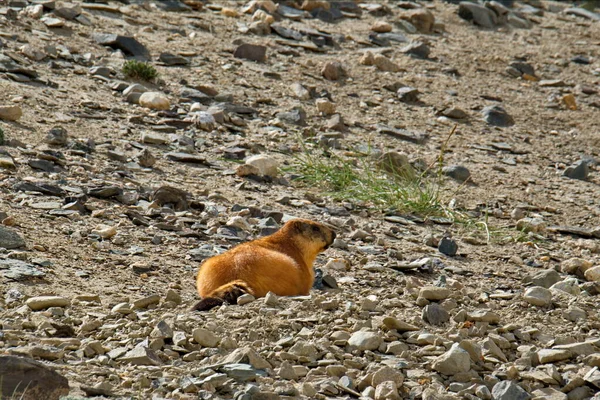 Tajiquistão Uma Marmota Cauda Longa Vermelha Nas Estepes Montanha Pedra — Fotografia de Stock