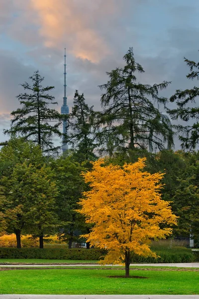 Rosja Moskwa Żółte Drzewo Ostankino Park Przeciw Chmurom Zachodu Słońca — Zdjęcie stockowe