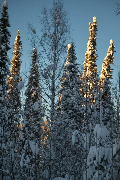 Ryssland Söder Västra Sibirien Altaibergen Taigaträdens Toppar Belysta Solnedgången Frostig — Stockfoto