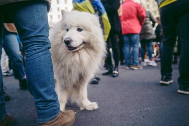 Başbakanlık Caddesi, Londra - 124; İngiltere - 2022.02.26: Ukrayna 'da savaşı protesto eden güzel bir köpek