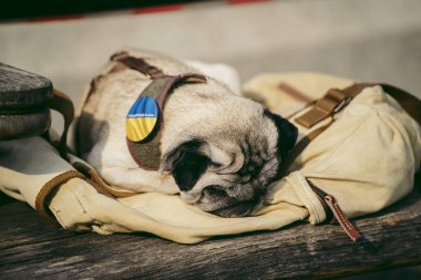 Trafalgar Meydanı, Londra - 124; İngiltere - 2022.03.20: Ukrayna 'nın Rus işgaline karşı protestodaki güzel köpek 