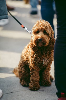 Trafalgar Meydanı, Londra - 124; İngiltere - 2022.03.20: Ukrayna 'nın Rus işgaline karşı protestodaki güzel köpek 