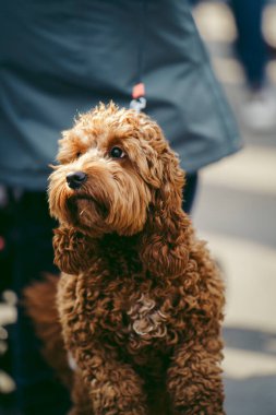 Trafalgar Meydanı, Londra - 124; İngiltere - 2022.03.20: Ukrayna 'nın Rus işgaline karşı protestodaki güzel köpek 