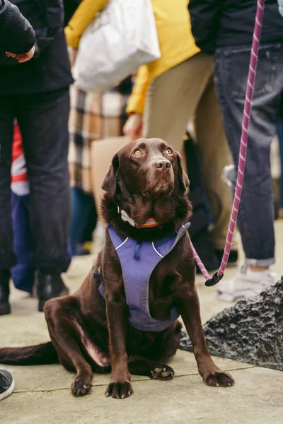 Hükümetin, Londra 'nın 124; İngiltere - 2022.03.13: Ukrayna halkı protesto ediyor, binlercesi Rusya' ya İngiliz Hükümeti, AB ve ABD 'den Ukrayna' daki savaşı durdurmak için daha sert yaptırımlar talep etmek için toplandı