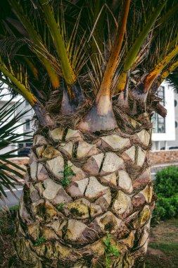 Jersey Adası 'ndaki palmiye ağaçları. Birleşik Krallık Kanal Adaları