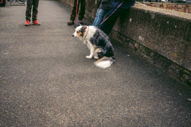 Güzel köpek kaldırımda oturmuş sahibini bekliyor.