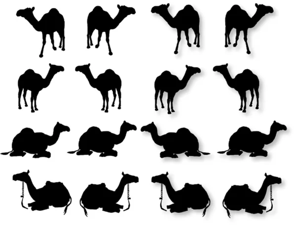 Camels — Stock Vector