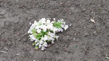 Renkli unsurlarla hareketli arka plan görüntüleri. Beyaz çiçekler.