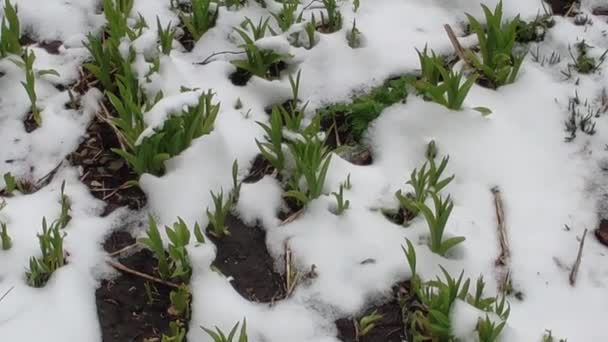 Materiał Filmowy Kolorowymi Elementami Zielone Kwiaty Pod Śniegiem — Wideo stockowe