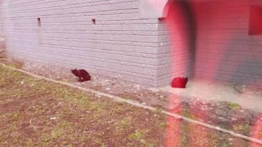 Motion footage background with colorful elements. The black cats eats outside. effects.