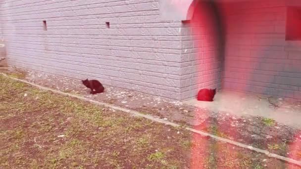 Motion Footage Background Colorful Elements Black Cats Eats Effects — Video Stock