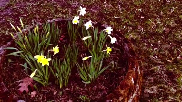 Фонове Зображення Різнокольоровими Елементами Весняні Квіти Жовті Квіти Клумба — стокове відео