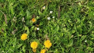 Renkli unsurlarla hareketli arka plan görüntüleri. Sarı çiçekler.