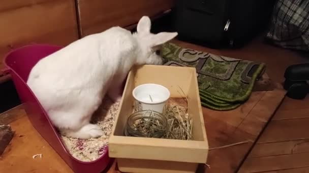 Den Vita Kaninen Äter Lägenheten Nära Garderoben — Stockvideo