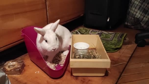 White Rabbit Eats Apartment Wardrobe — 비디오