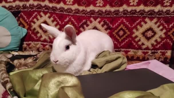 Den Vita Kaninen Äter Lägenheten — Stockvideo