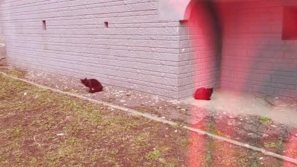 Motion Footage Background Colorful Elements Full 1920 1080 Black Cats — Vídeo de Stock